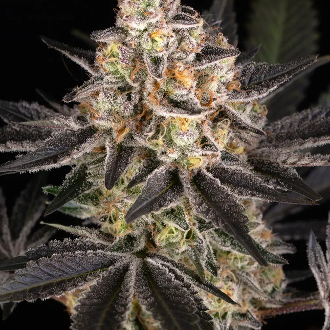 Barney's Farm White Runtz (Barney's Farm)