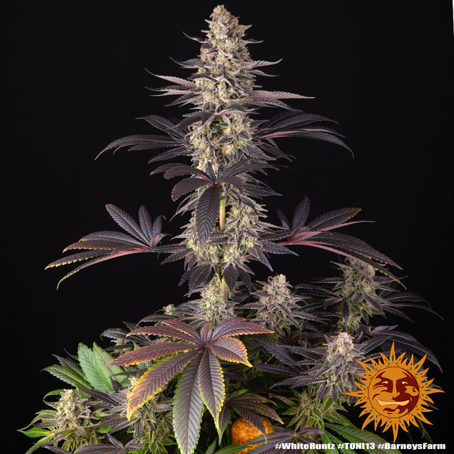 Barney's Farm White Runtz (Barney's Farm)