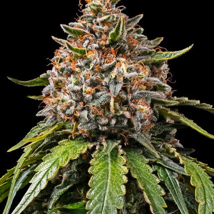 Barney's Farm White Widow XXL