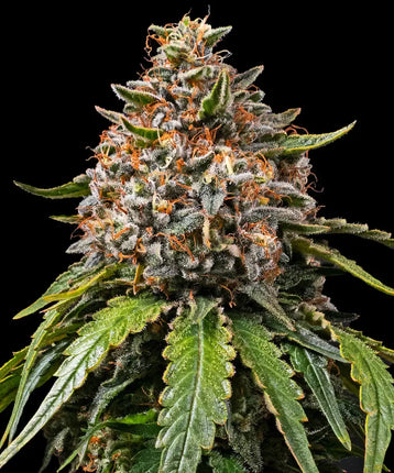 Barney's Farm White Widow XXL