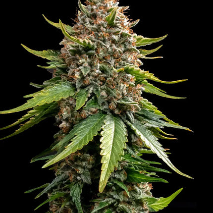 Barney's Farm White Widow XXL Auto (Barney's Farm)