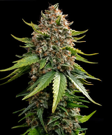 Barney's Farm White Widow XXL Auto (Barney's Farm)