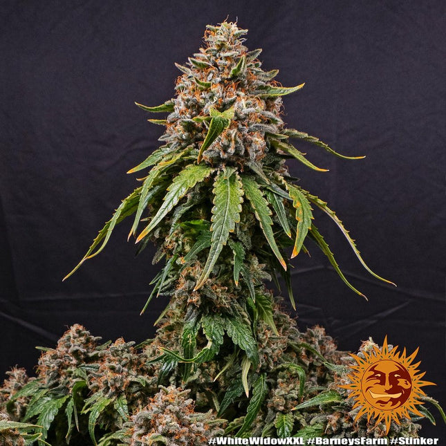 Barney's Farm White Widow XXL (Barney's Farm)