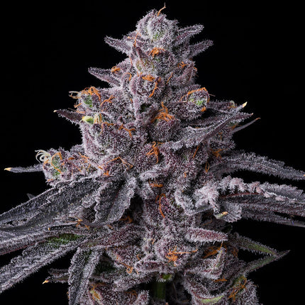 Barney's Farm Zillions (Barney's Farm)