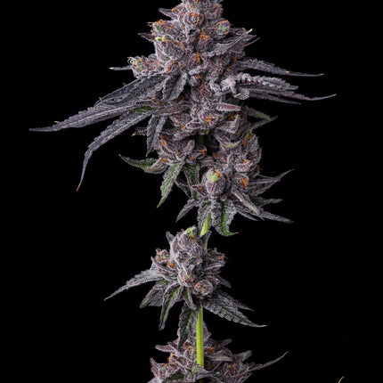 Barney's Farm Zillions (Barney's Farm)