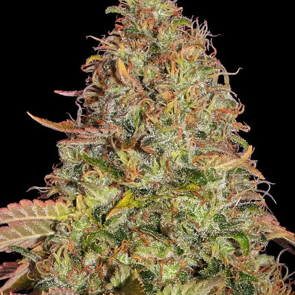 Barney's Farm Zkittlez OG Auto