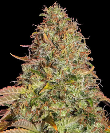 Barney's Farm Zkittlez OG Auto