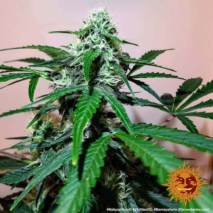 Barney's Farm Zkittlez OG Auto