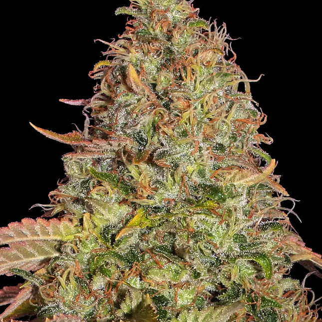 Barney's Farm Zkittlez OG Auto (Barney's Farm)