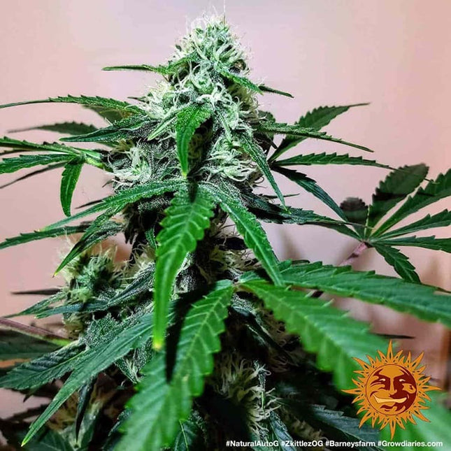 Barney's Farm Zkittlez OG Auto (Barney's Farm)