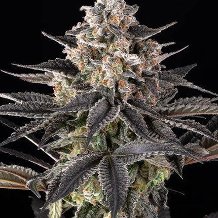 Barney's Farm Zoap