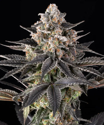 Barney's Farm Zoap