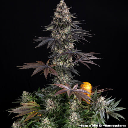 Barney's Farm Zoap