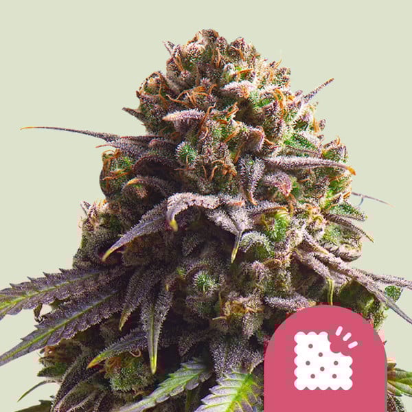 Biscotti (Royal Queen Seeds)