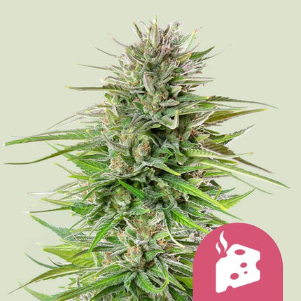 Blue Cheese (Royal Queen Seeds)