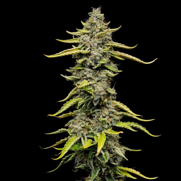 Blue Cheese (Royal Queen Seeds)
