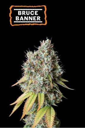 Bruce Banner Auto - 3 Zaden (Seedstockers)
