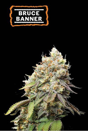 Bruce Banner - 3 Zaden (Seedstockers)