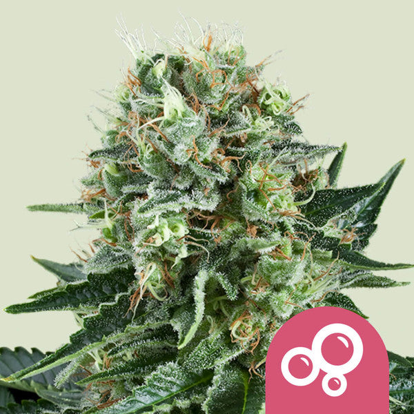 Bubble Kush (Royal Queen Seeds)