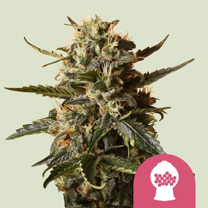 Bubblegum XL (Royal Queen Seeds)