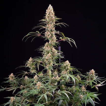 Candy Kush Express (Royal Queen Seeds)