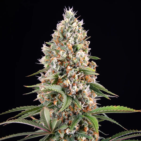 Candy Kush Express (Royal Queen Seeds)