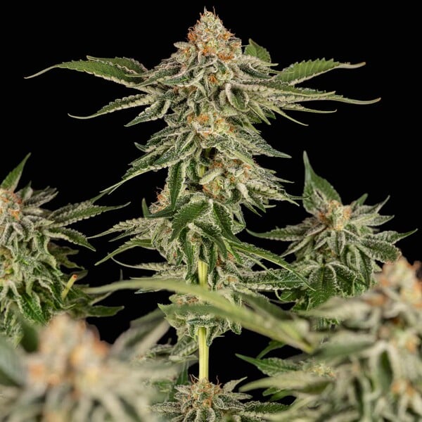 Cherry Pie (Royal Queen Seeds)