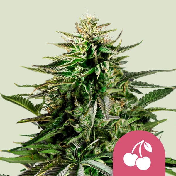 Cherry Pie (Royal Queen Seeds)