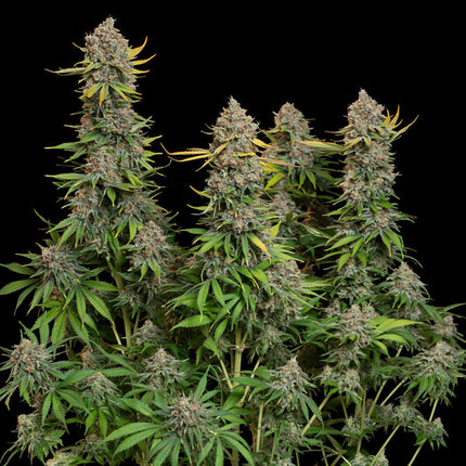 Chocolate Haze (Royal Queen Seeds)