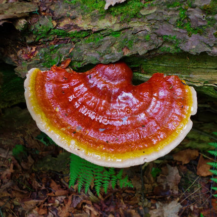 Clearly Reishi Extract