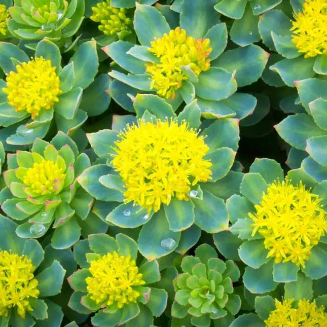 Clearly Rhodiola Extract