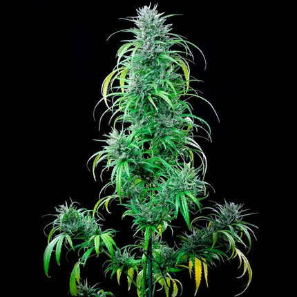 Critical Kush (Royal Queen Seeds)