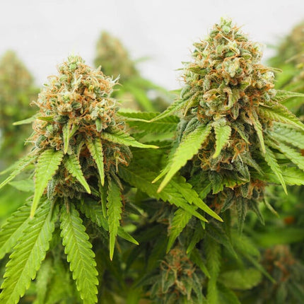 Critical (Royal Queen Seeds)