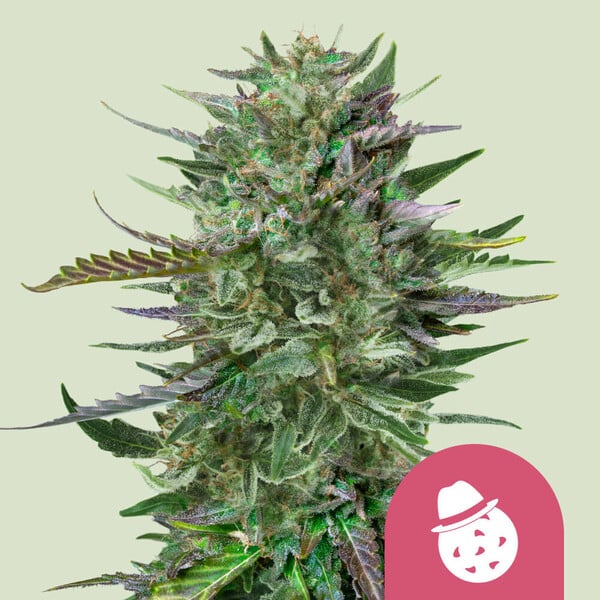 Do-si-dos (Royal Queen Seeds)