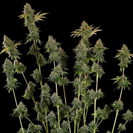 Do-si-dos (Royal Queen Seeds)