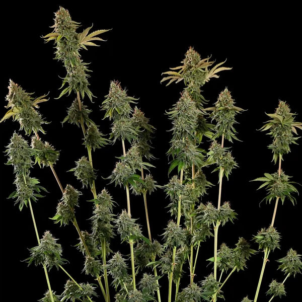 Do-si-dos (Royal Queen Seeds)