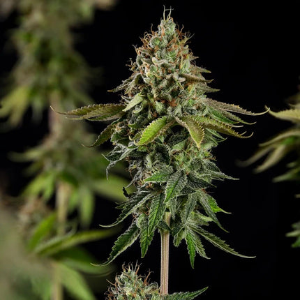 Do-si-dos (Royal Queen Seeds)