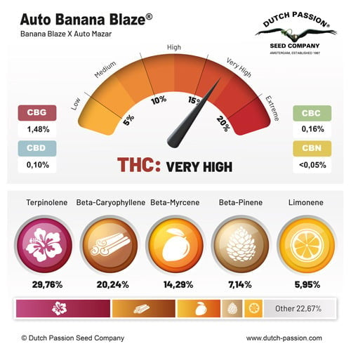 Dutch Passion Auto Banana Blaze (Dutch Passion)