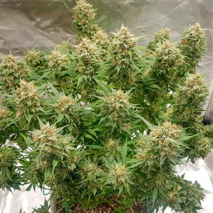 Dutch Passion Auto Banana Blaze (Dutch Passion)