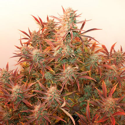 Dutch Passion Auto Banana Blaze (Dutch Passion)