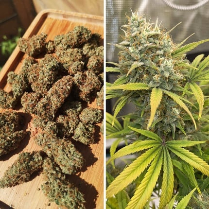 Dutch Passion Auto Banana Blaze (Dutch Passion)