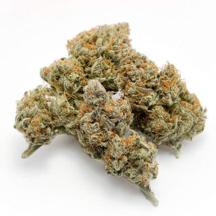 Dutch Passion Auto Banana Blaze (Dutch Passion)