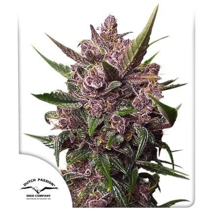 Dutch Passion Auto Blackberry Kush (Dutch Passion)