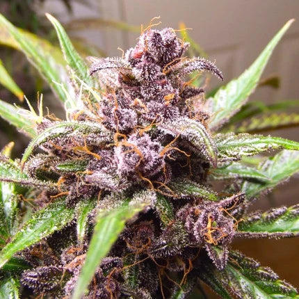 Dutch Passion Auto Blackberry Kush (Dutch Passion)