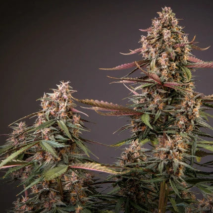 Dutch Passion Auto Blackberry Kush (Dutch Passion)