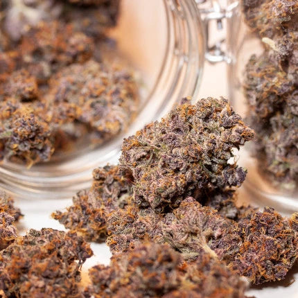 Dutch Passion Auto Blackberry Kush