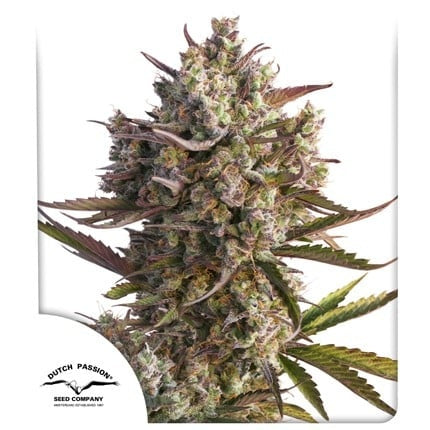 Dutch Passion Auto Blueberry (Dutch Passion)