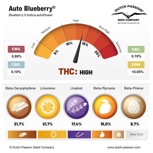 Dutch Passion Auto Blueberry