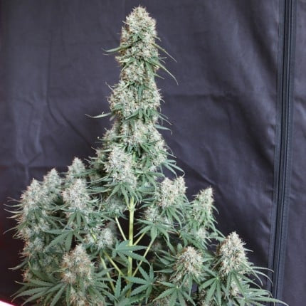 Dutch Passion Auto Blueberry