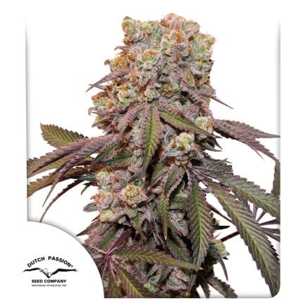 Dutch Passion Auto Candy Bubatz XL (Dutch Passion)